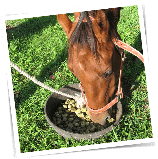 Testimonials: Image of a horse