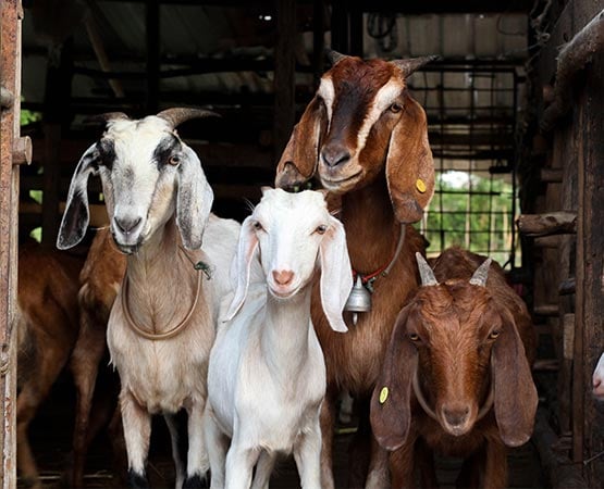 Goats